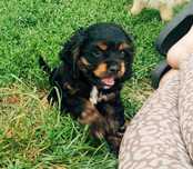 Spaniel amerykański FCI ZKwP