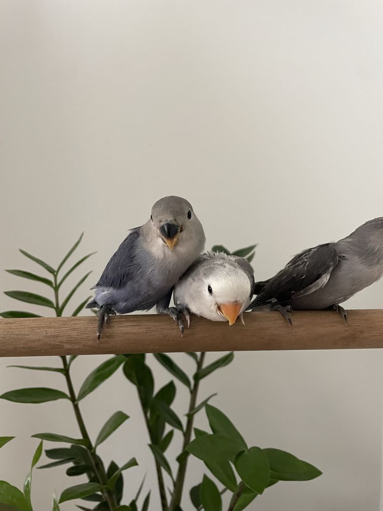 Agapornis domesticados