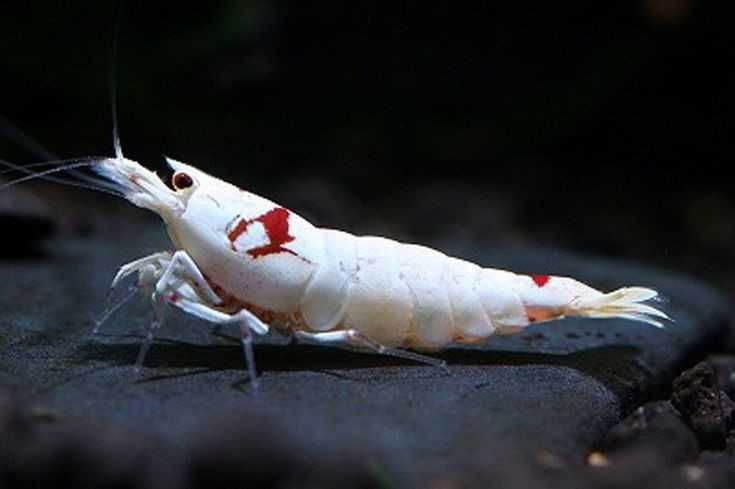 Caridina e Neocaridina PROMO