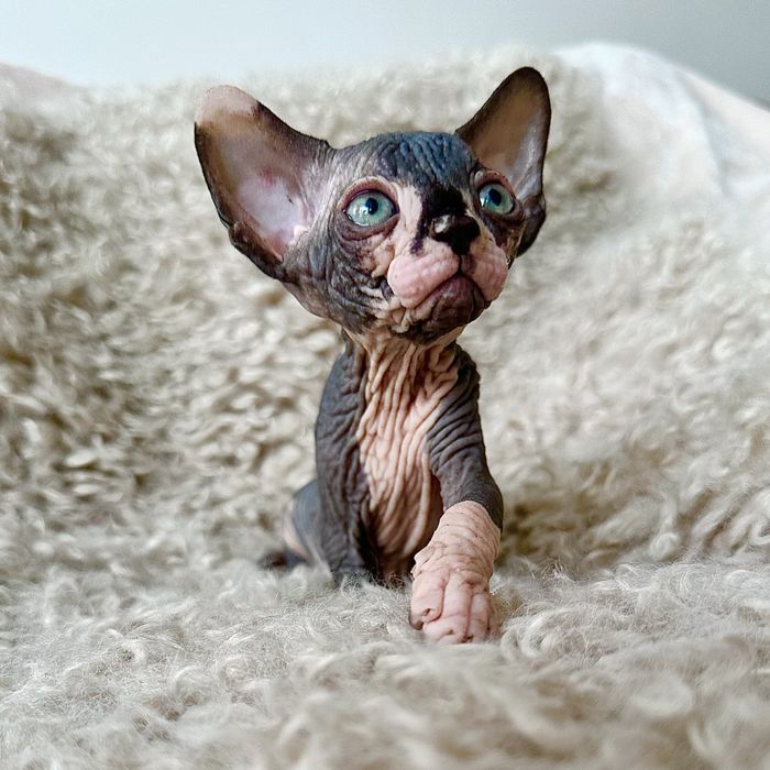 Sfinks kanadyjski LEGALNA hodowla