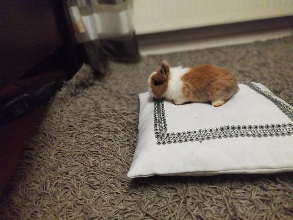 króliki miniaturki hurtowo