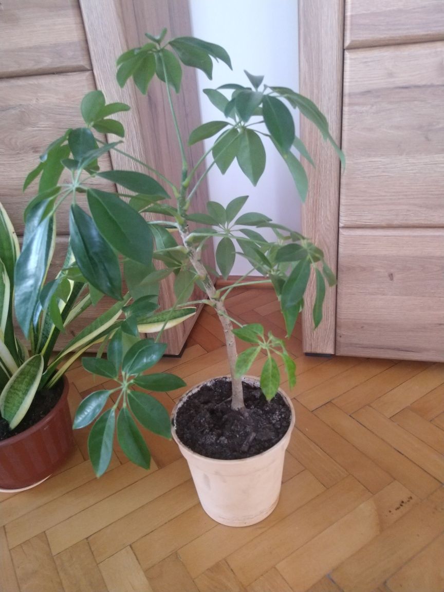 Cztery kwiatki doniczkowe filodendron sansewieria scheflera