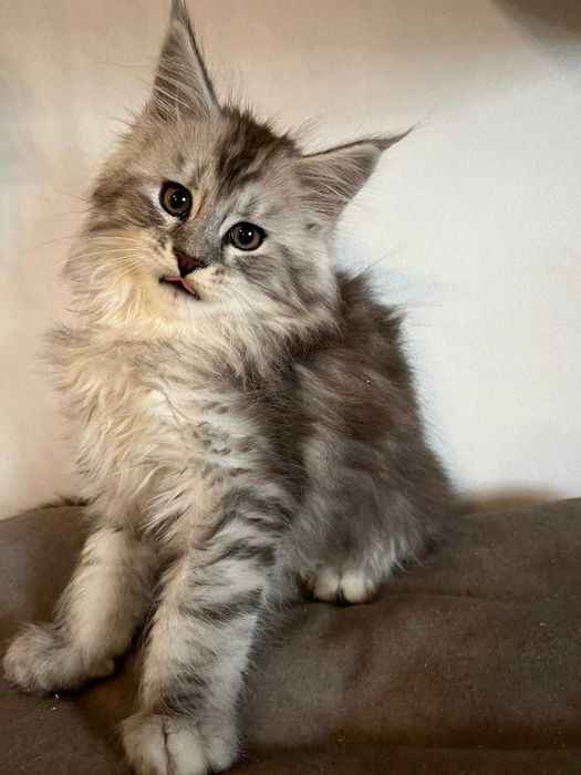 Kocurek Maine Coon czarny ze srebrem pręgowany ns 23 Kocur