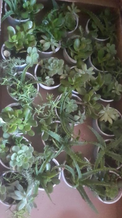 Plantas suculentas