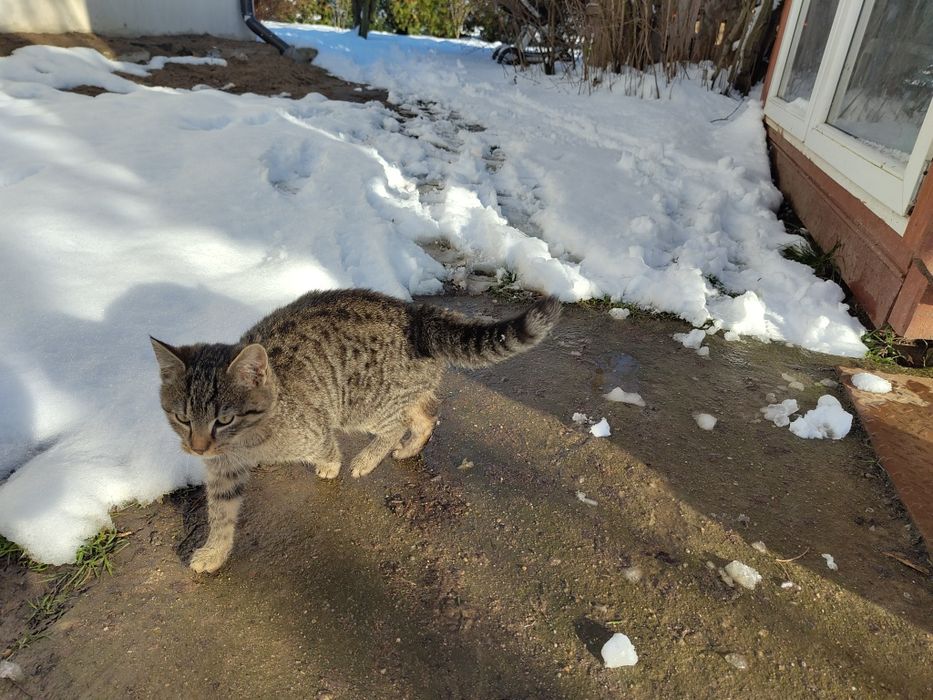 Kot. Kocurek, kotek do wydania
