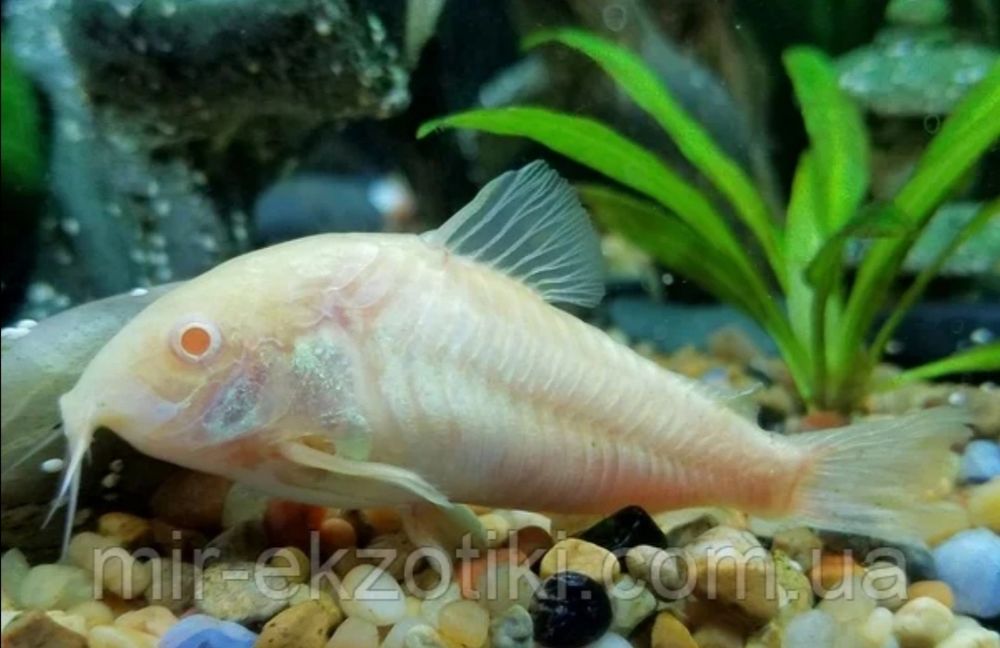 Сомік коридорас Нанус, Пігмей, Венесуела оранж і блек, крапчастий ...