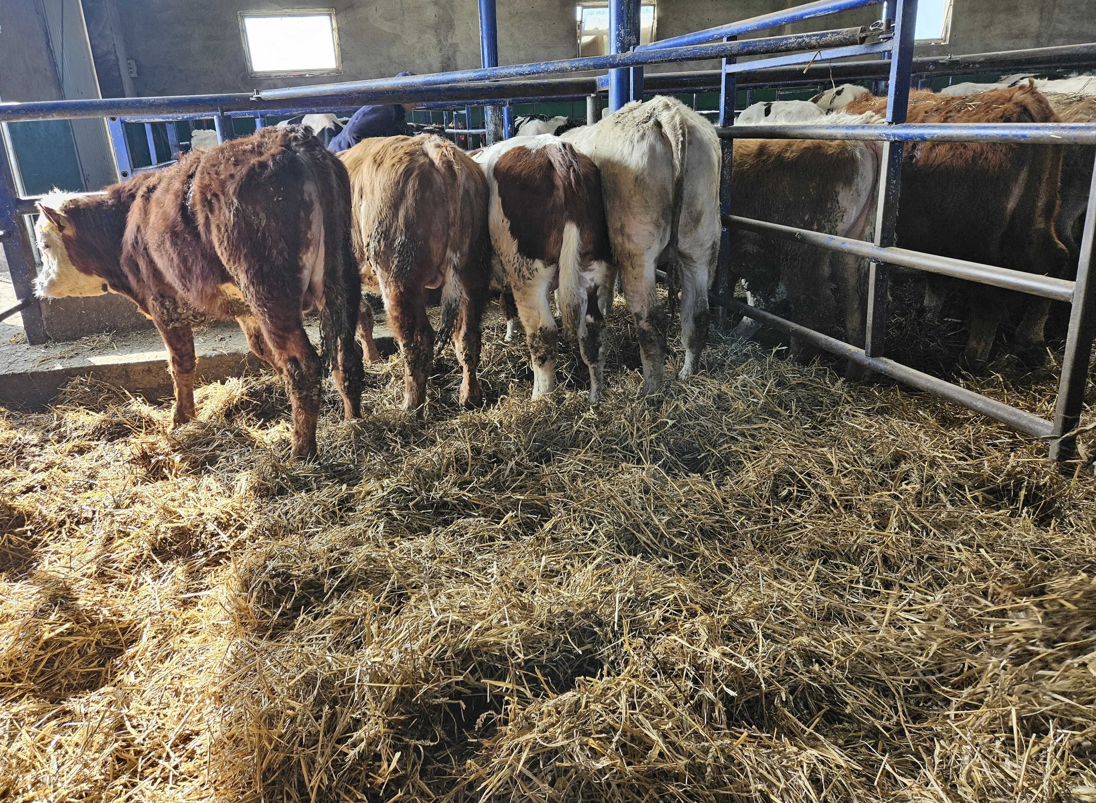 byczki odsadki byk byki mięsne Limousin Hereford  Angus