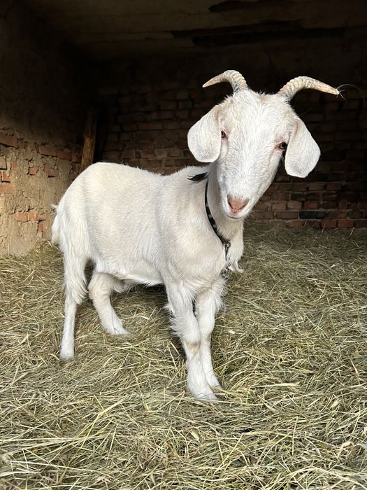 Продам козу недорого