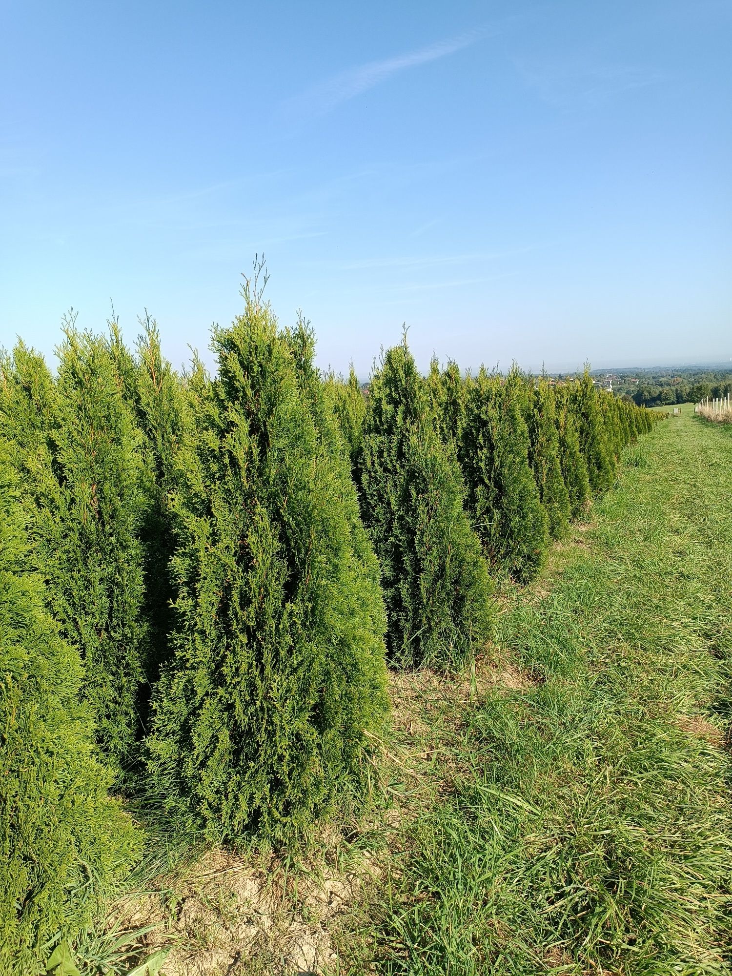 Mega gruba tuja Szmaragd 160-170 cm thuja smaragd