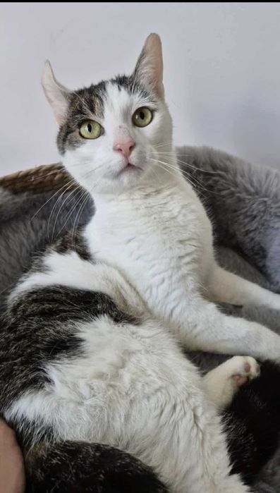 Frużelka do kochania - mała kotka