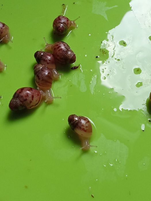 Улитята ахатина зензибарики