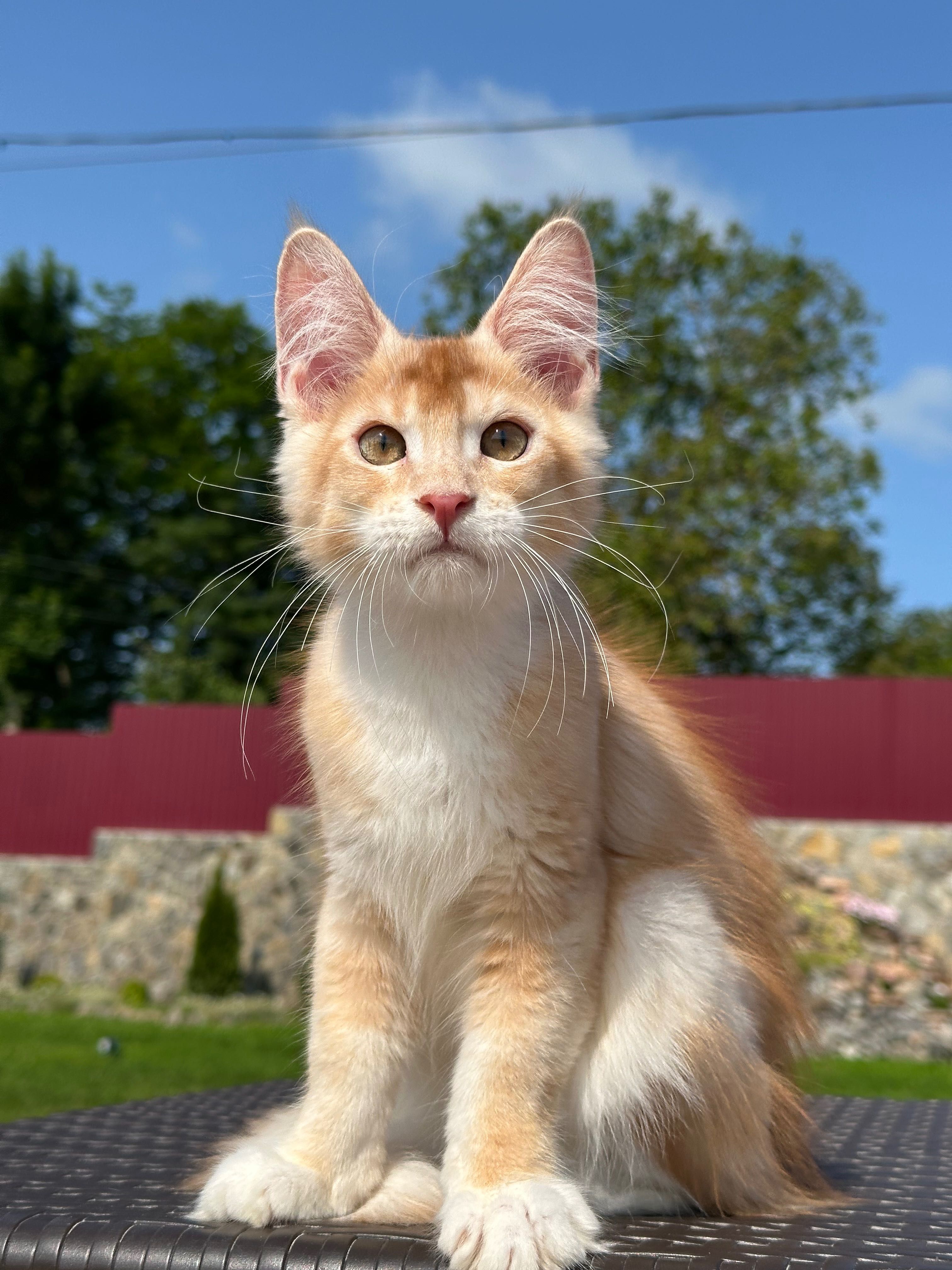 Harvey-kocurek Maine Coon