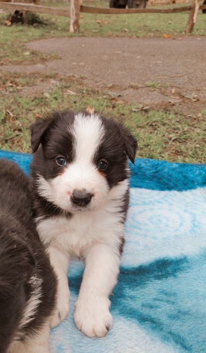 szczeniak border collie