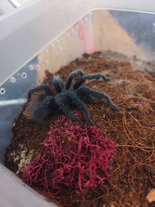 Dorosły samiec sazimai.