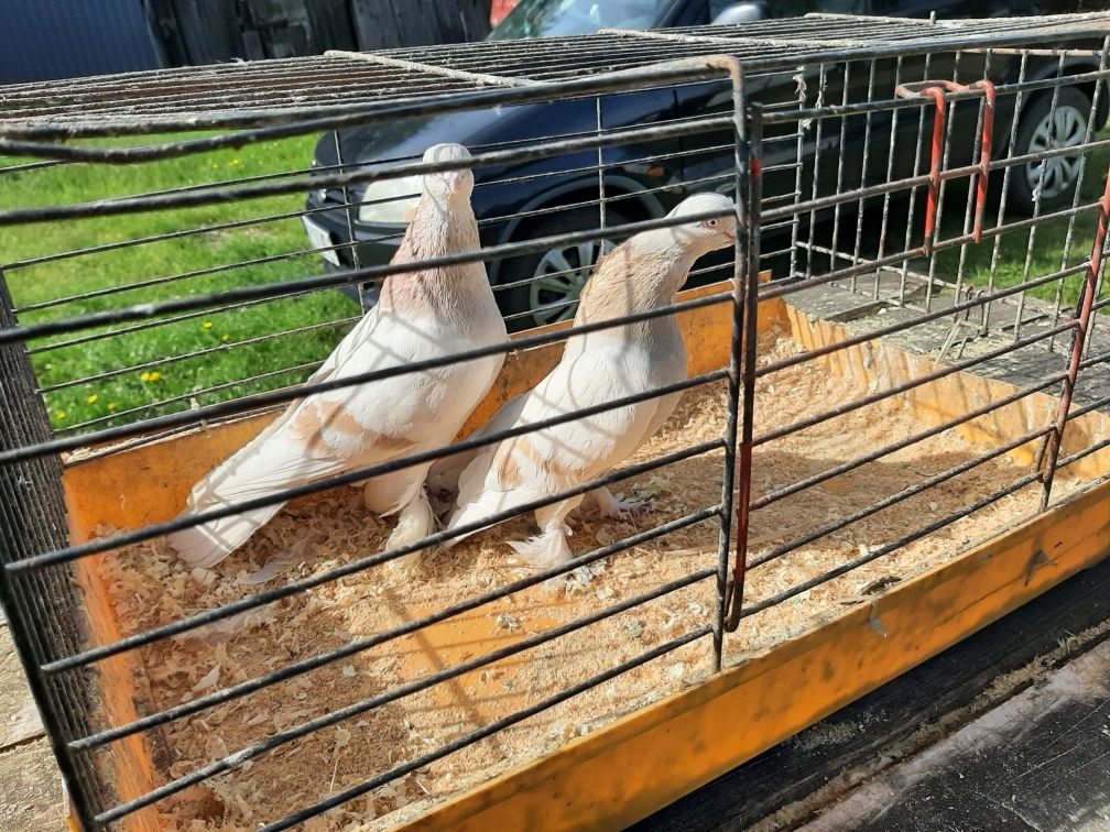 Gołębie ozdobne blawindry