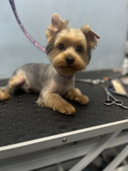 Груминг.Холодная гора