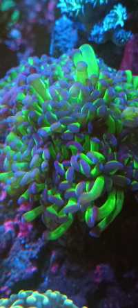 Euphyllia paraancora toxic