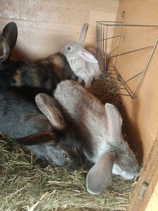 Króliki chodowlane młode