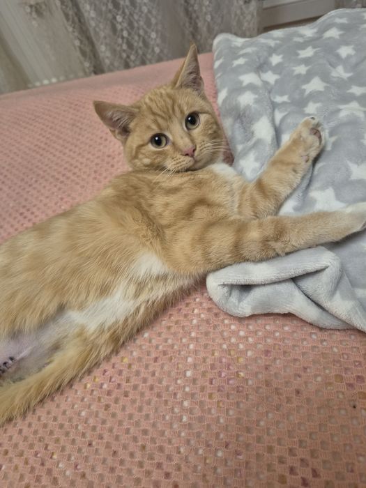 Kotka Celinka  szuka domu