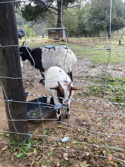 Cabrito anão com 5 meses vacinado e desparasitado
