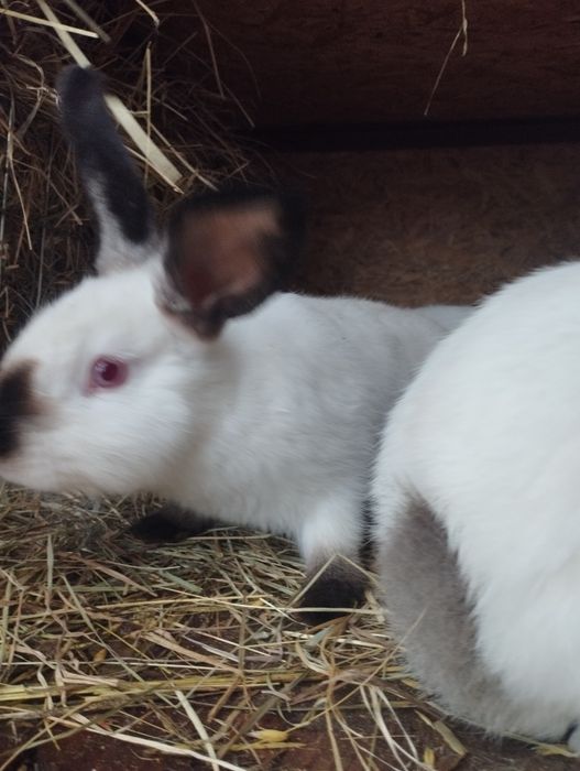 Króliki kalifornijskie