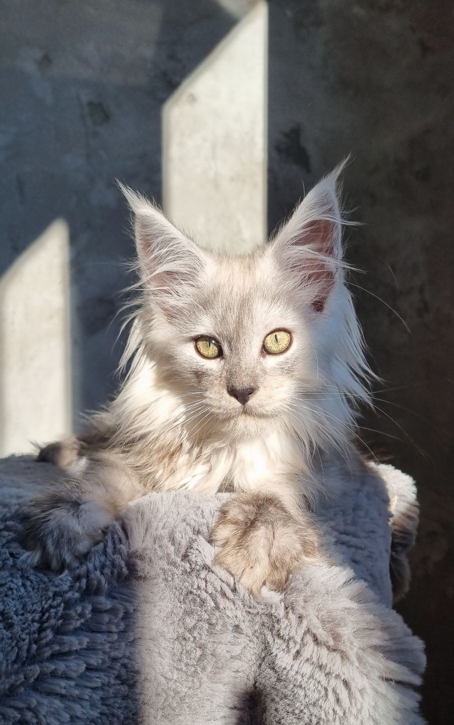 Kocurek Maine Coon czarny wysoki dym