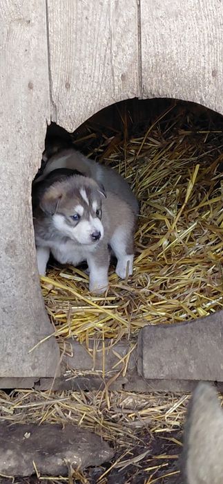 Віддам в добрі руки цуценят лайки