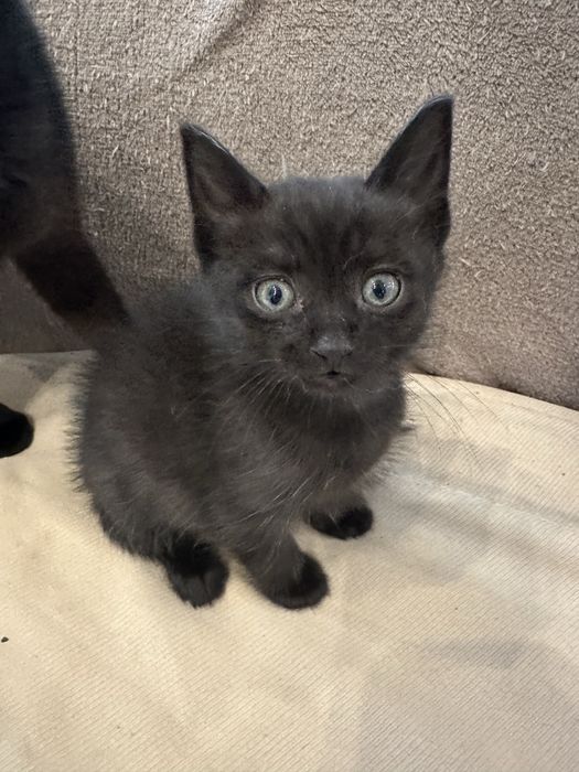 Чорний котик в добрі руки