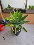 Agave dragão suculenta/cato
