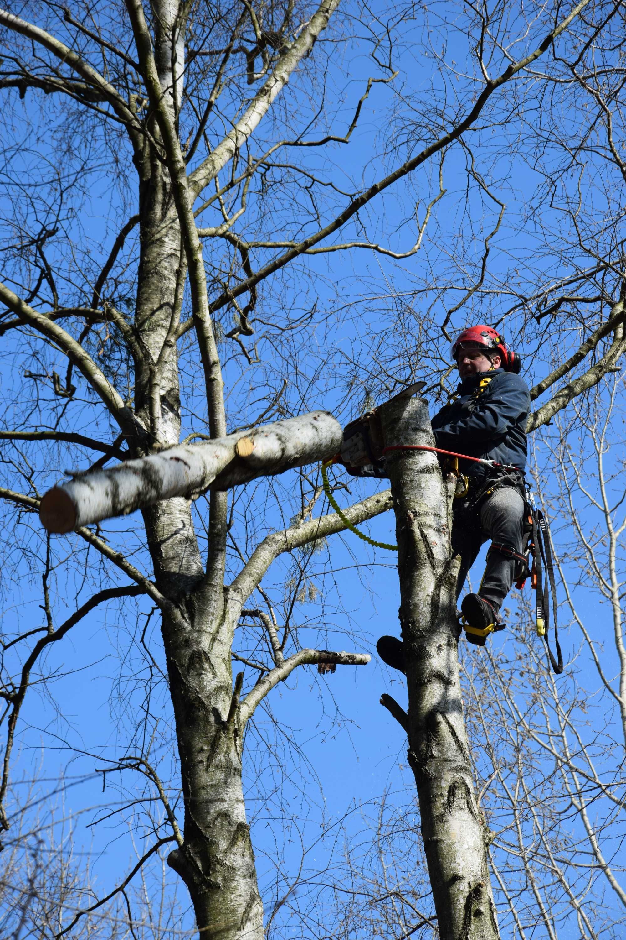 WYCINKA DRZEW / Arborystyka / Pielęgnacja zieleni