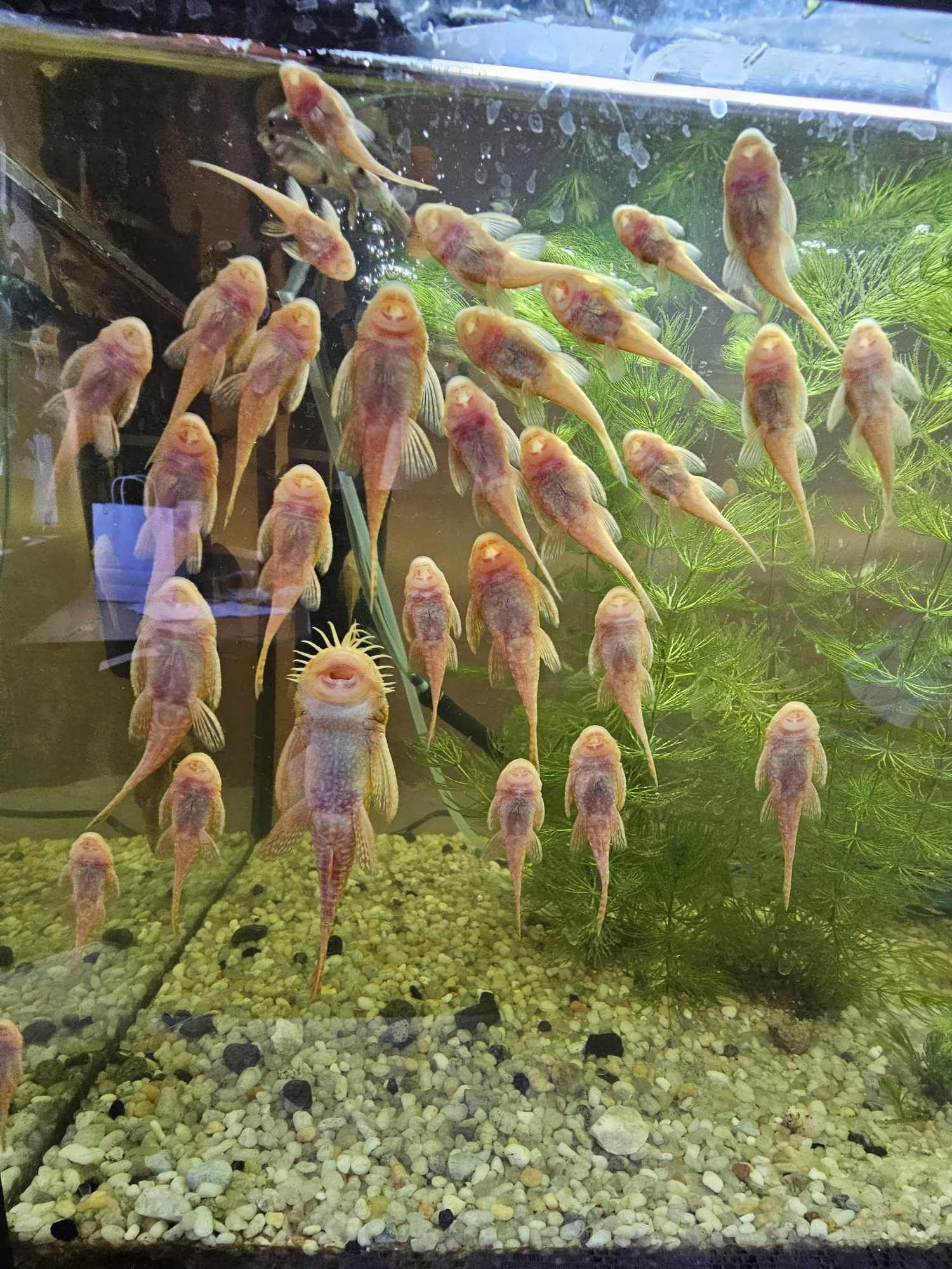 Glonojady złote albinos