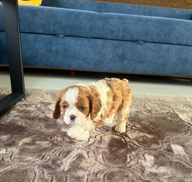 Cavalier King Charles Spaniel piesek