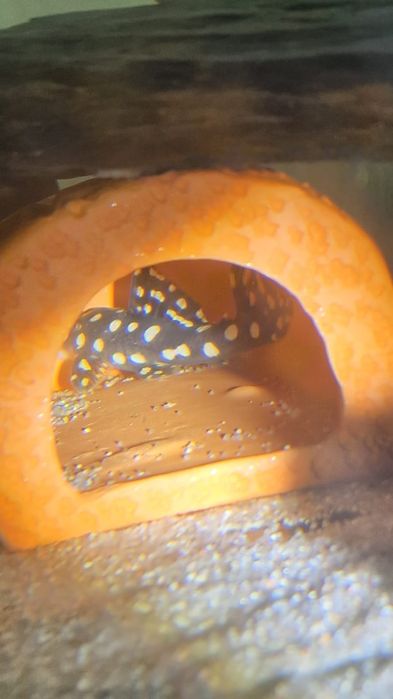 Scobinancistrus raonii L82 Opal Spot Pleco