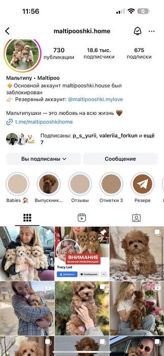 Чарівні перлинки Мальтипу Ф1 !!!