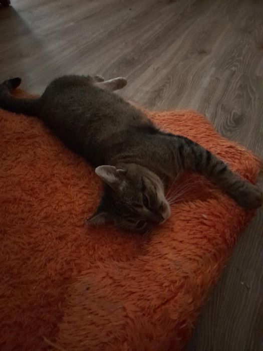 Alex na tropie domu