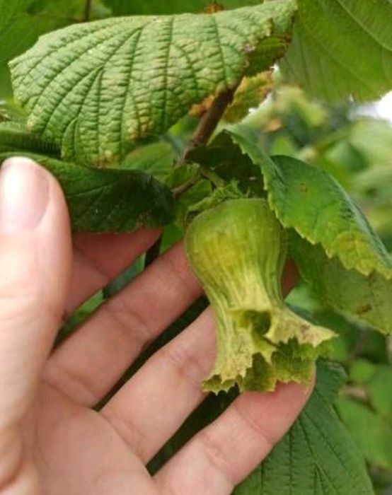 Дейция, морозник, ромашка гибискус ежевика лещина малина унаби зизифус