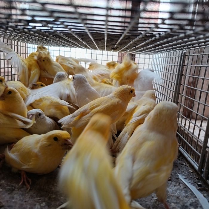 Vendo canários criados em viveiro