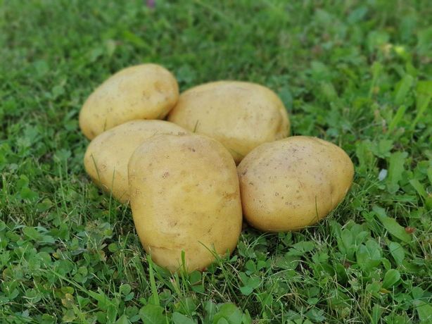 Ziemniaki żółte duże, własne 50kg