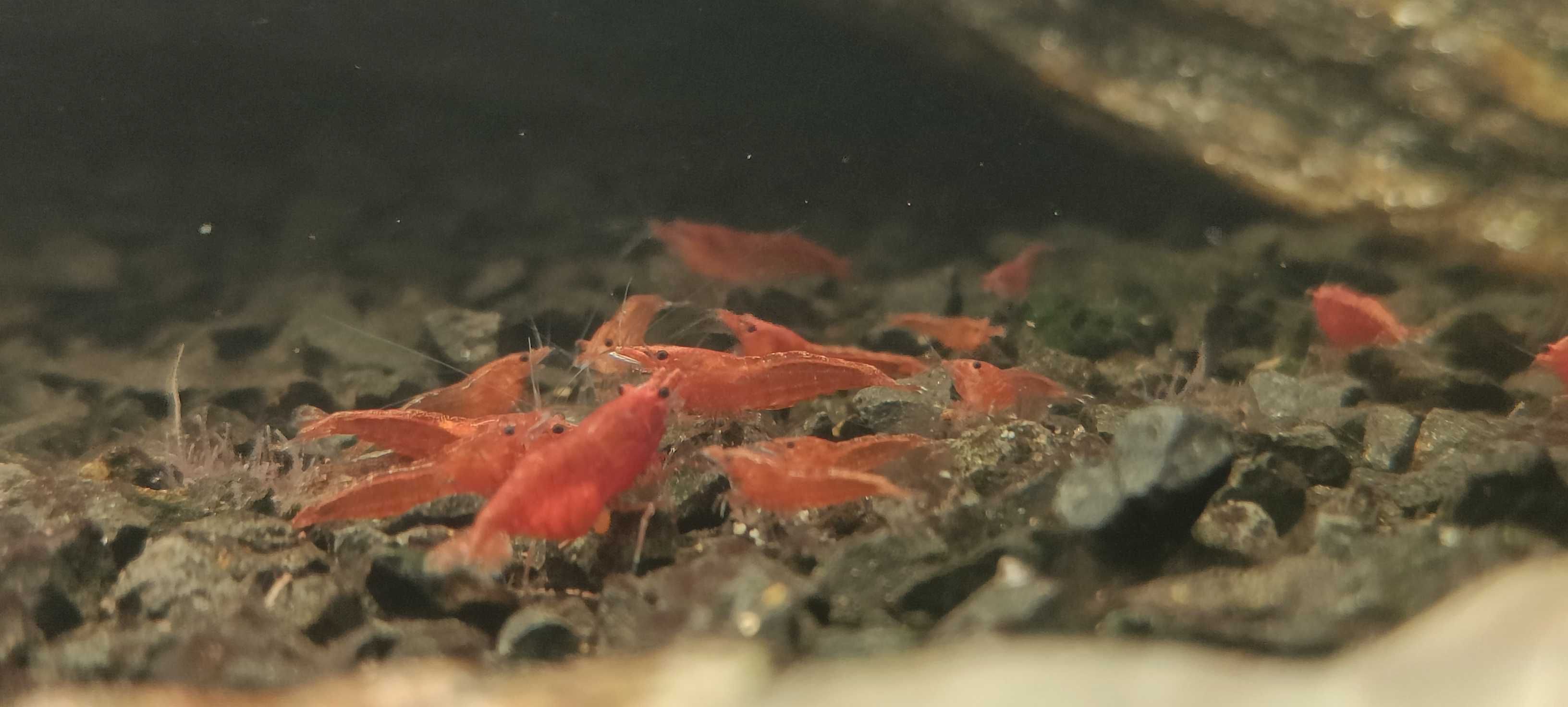 Krewetki Neocaridina Red Cherry słodkowodne akwarium