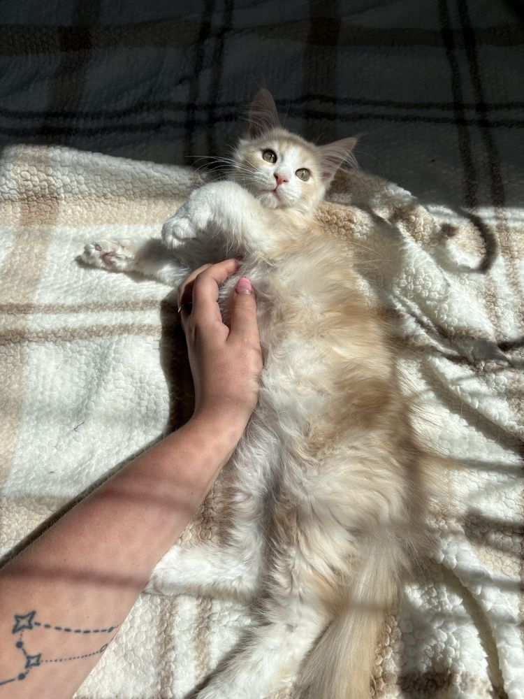 Kocur Maine Coon Gustaw