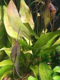 Żabienica roślina akwariowa