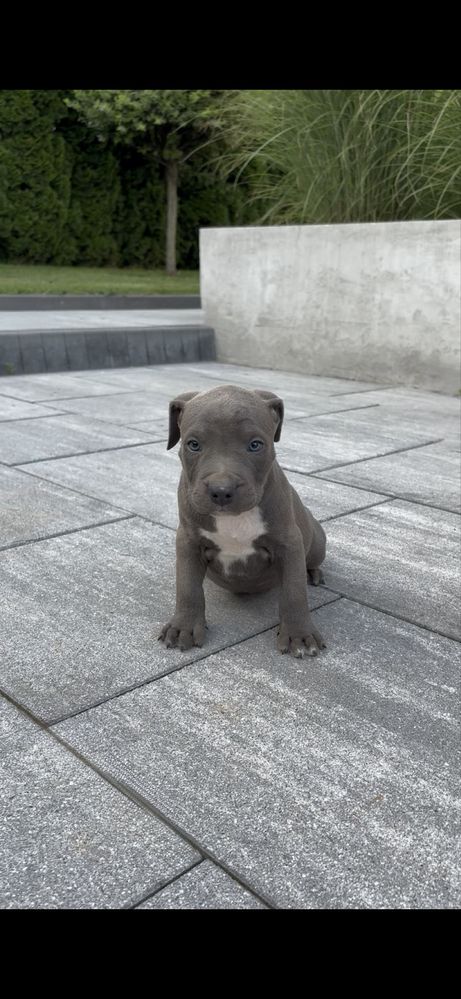 Amstaff American Staffordshire Terrier