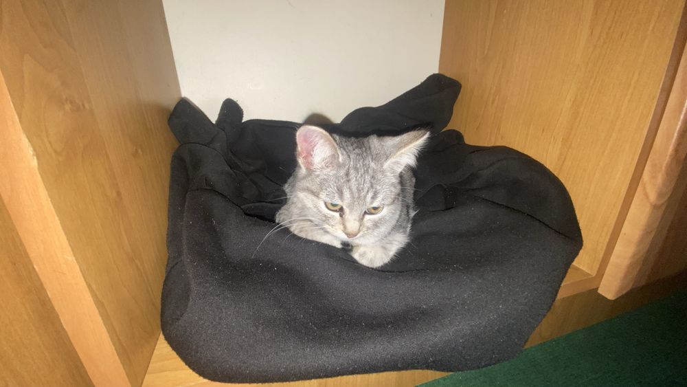 Отдам в добрые руки Девочка