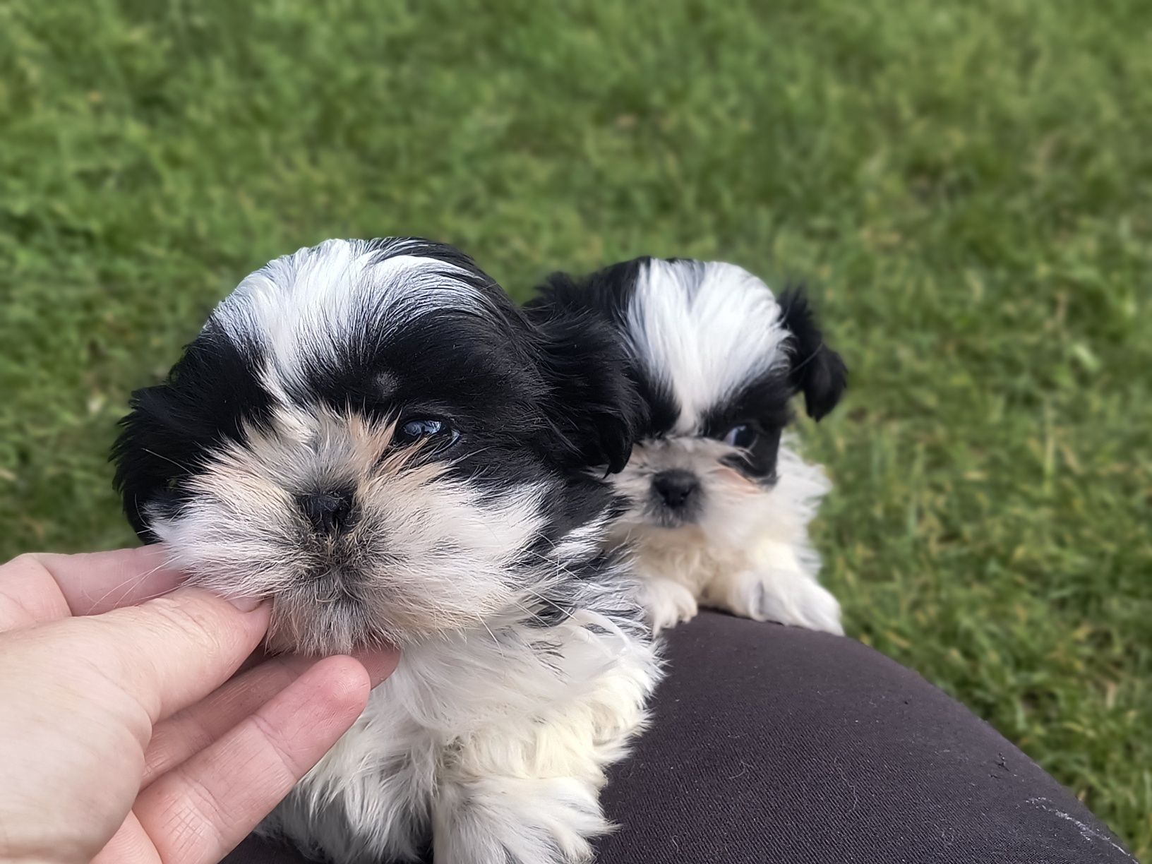 Shihtzu gotowy do odbioru