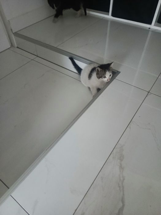 Oddam kotki w dobre rece