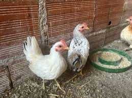 Vendo trio de Galinhas Serama (galinha mais pequena do mundo).