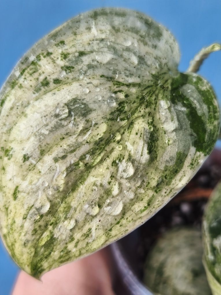 Сциндапсус Moonlight variegata