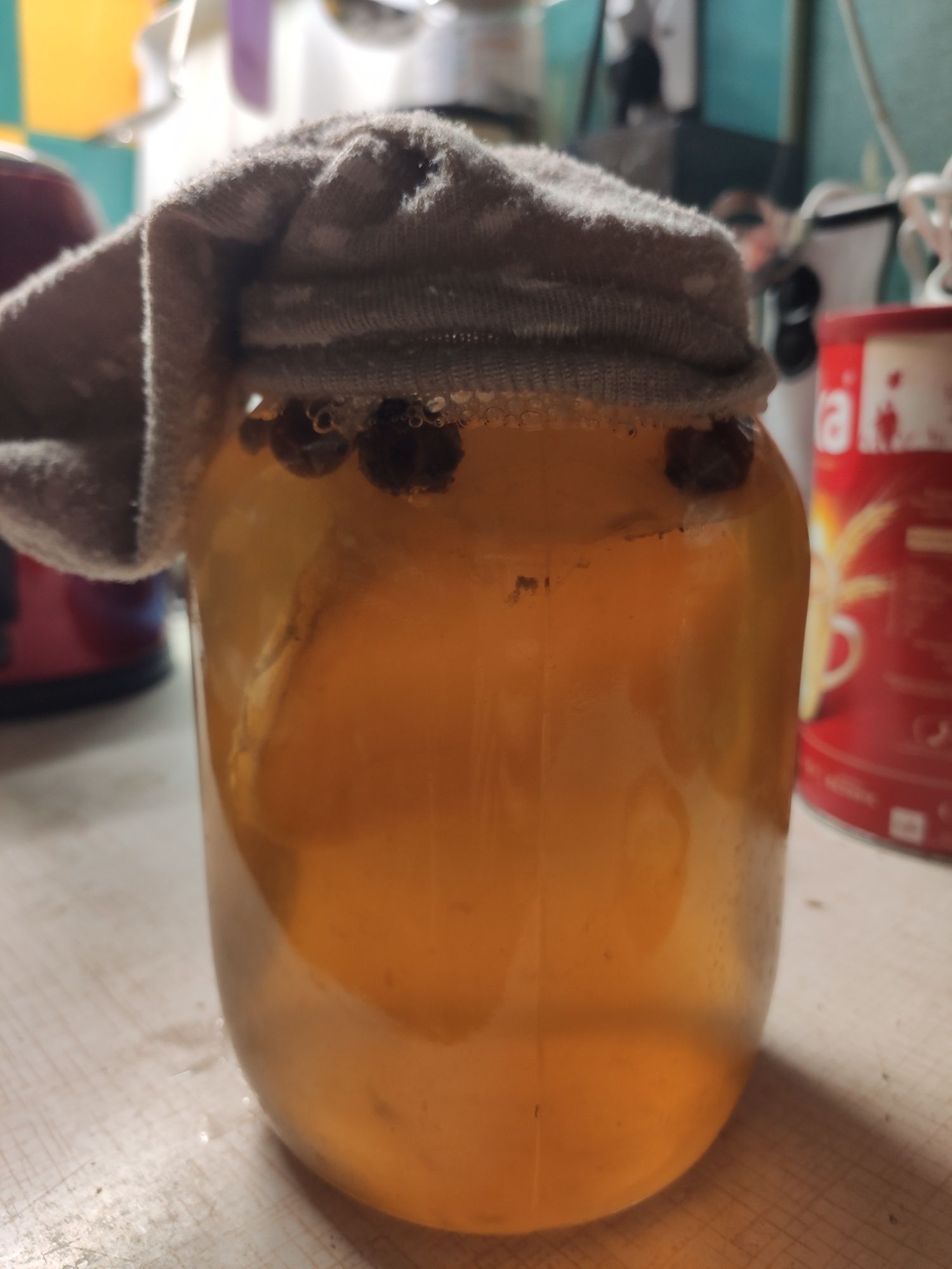 Kombucha grzybek z zaczynem