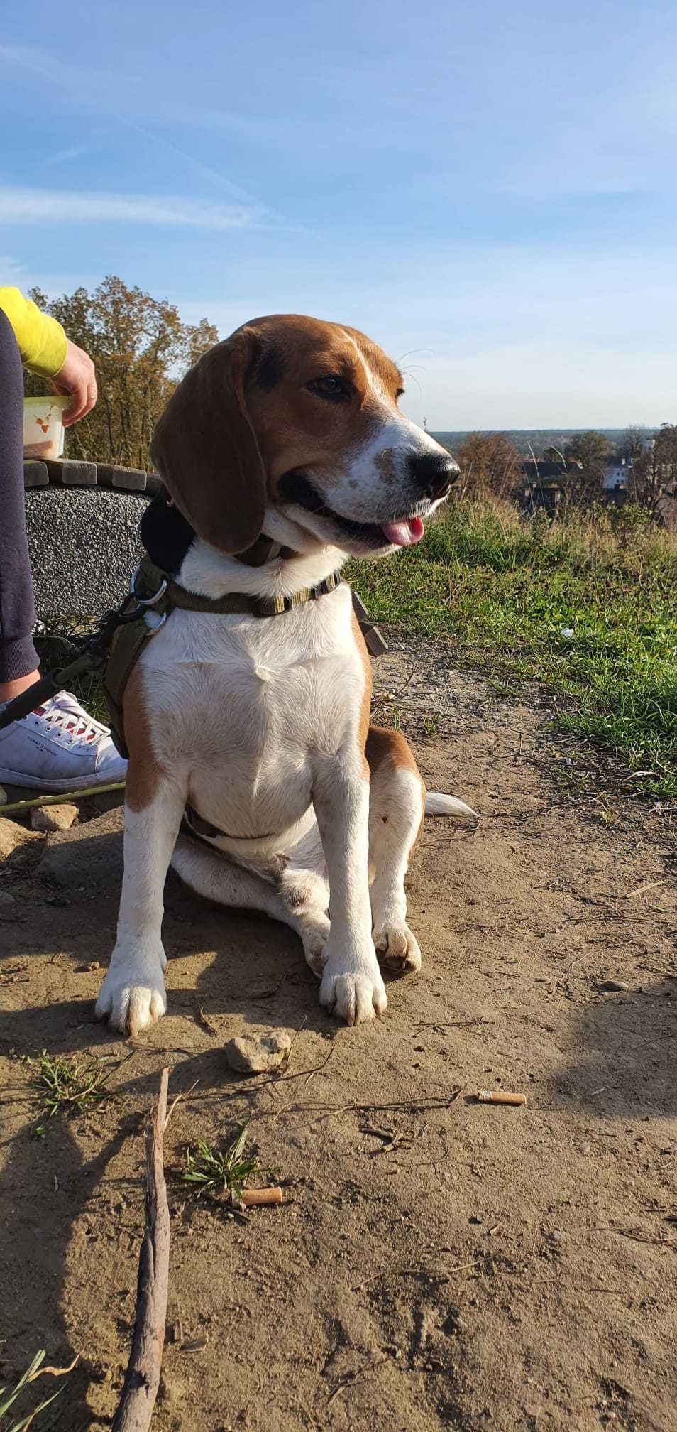 Eskel - 3 letni Beagle/Oborniki Śląskie