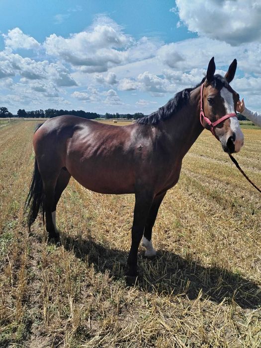 Sprzedam konia rasy śląskiej